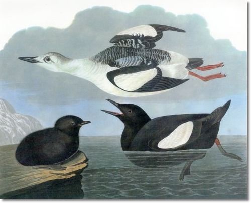 audubon-vi-seabirds-black-guillemot_zpsf0679089.jpg