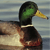 B Reilly's avatar