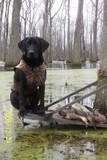 Shawn Hollis's avatar