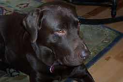 Charlie S and Titan's avatar