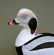 Steve Sanford's avatar